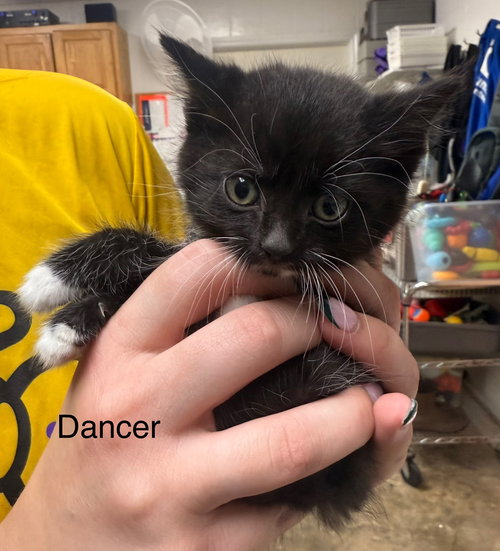 Dancer