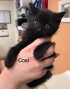 Coal