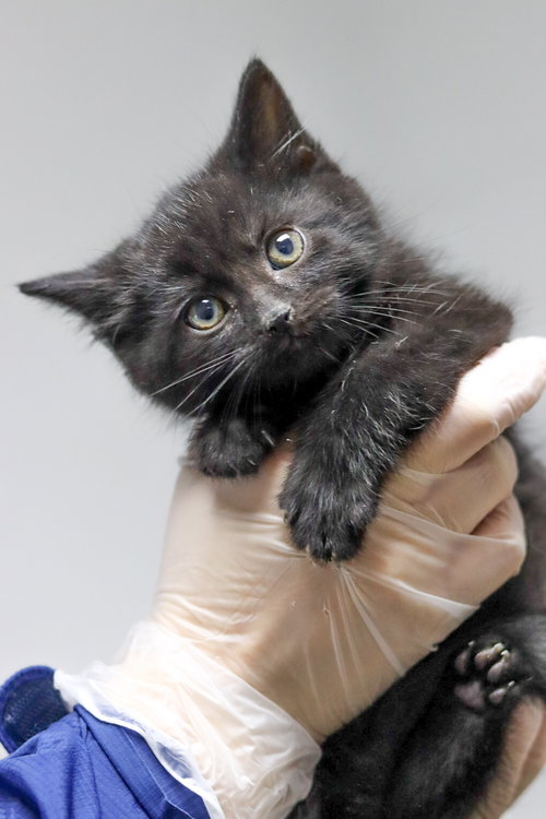 Coal
