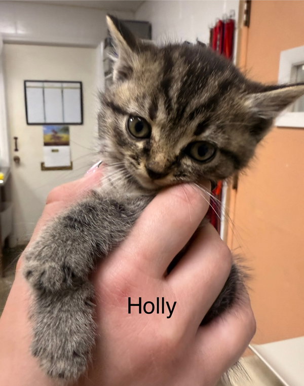 Holly