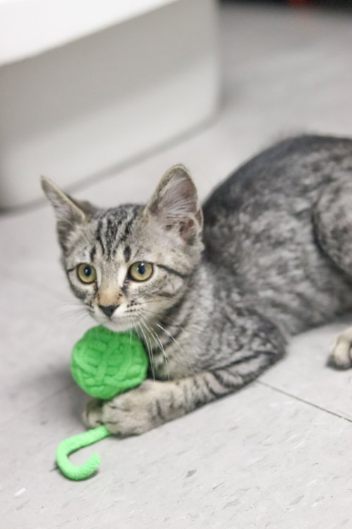 HOLLY - Domestic Medium Hair available for adoption
