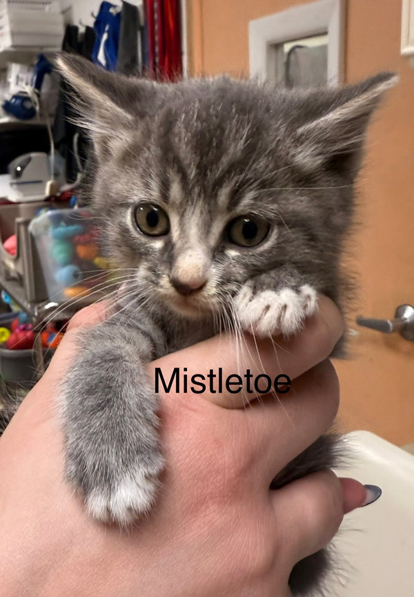 Mistletoe