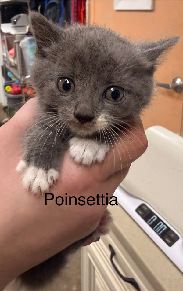 Poinsettia