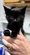 Sparkler (Foster Animal)