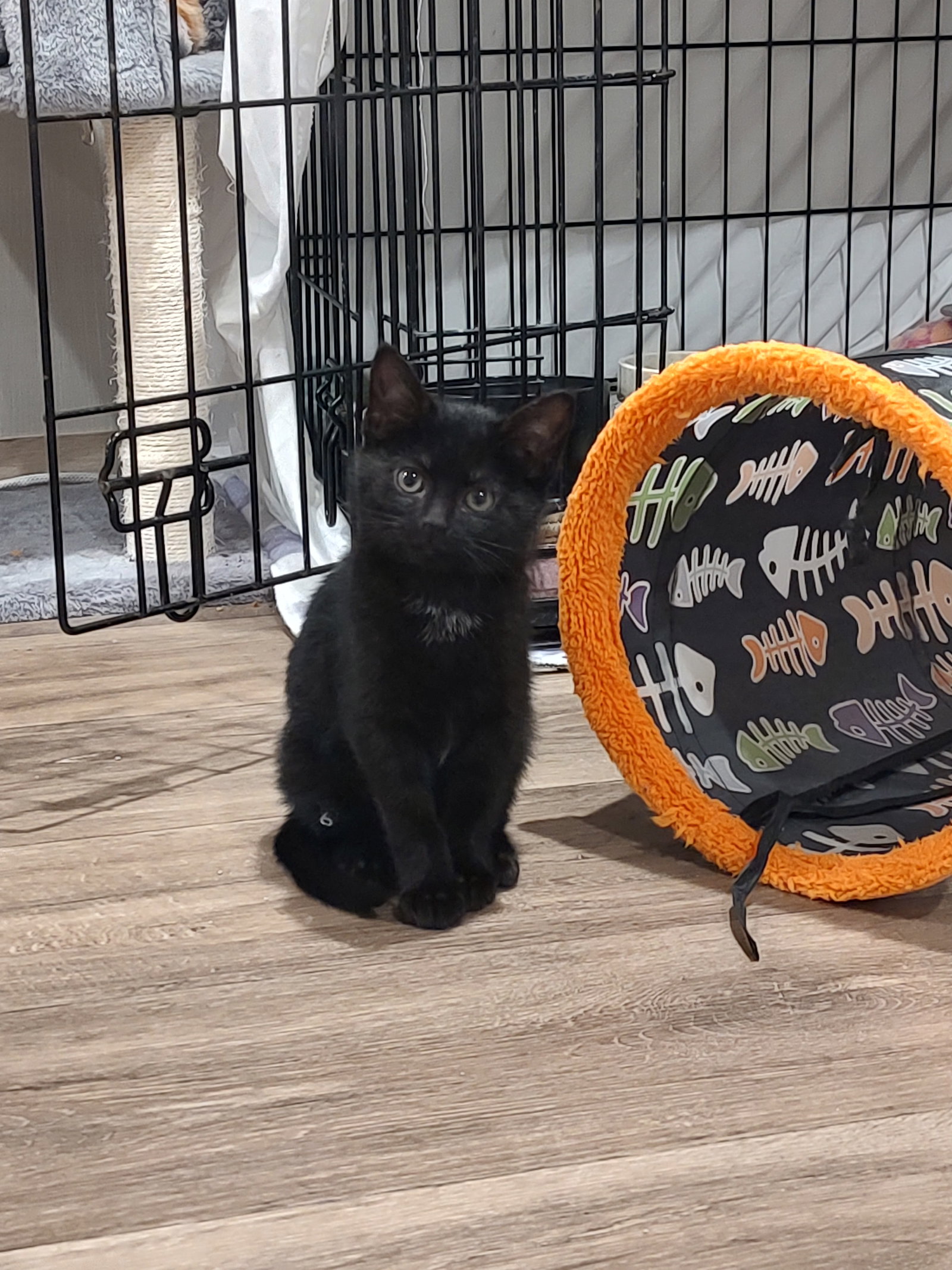 Sparkler (Foster Animal)