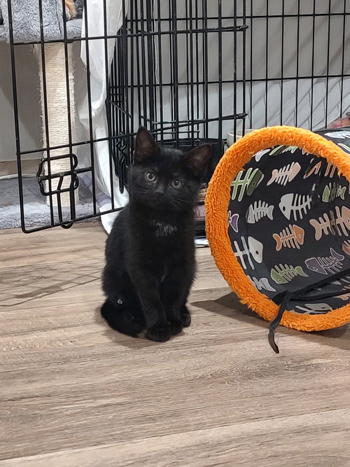 Sparkler (Foster Animal)