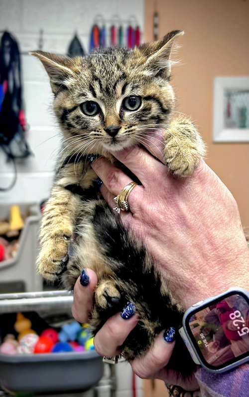 Champain (Foster Animal)