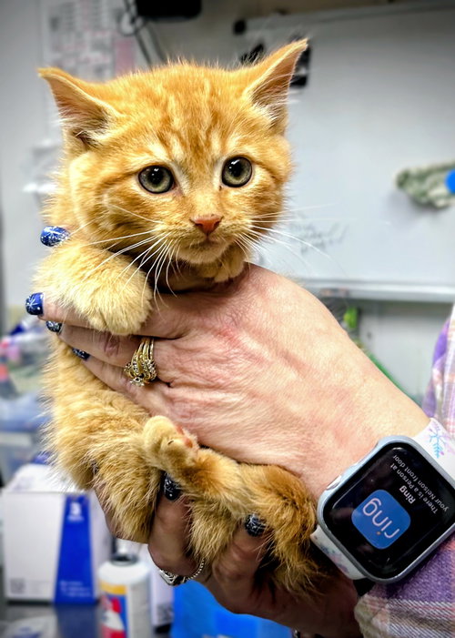 Happy (Foster Animal)