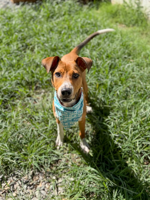 Cupid, an adoptable dog