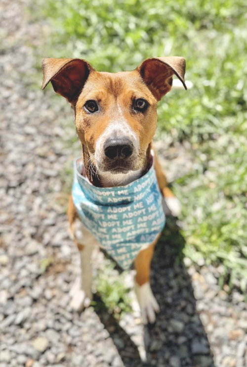 Cupid, a dog for adoption from Carolina Animal Rescue And Adoption