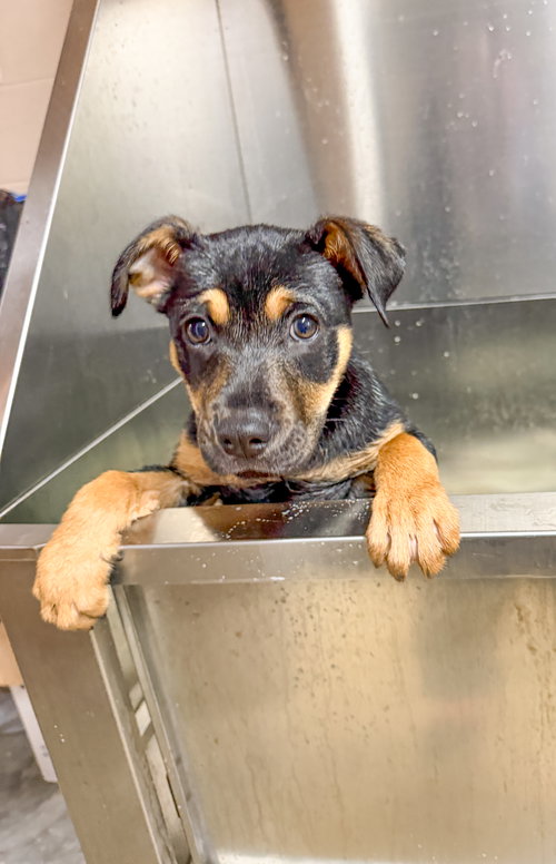 Sweetheart, an adoptable Unknown breed in Sanford, NC