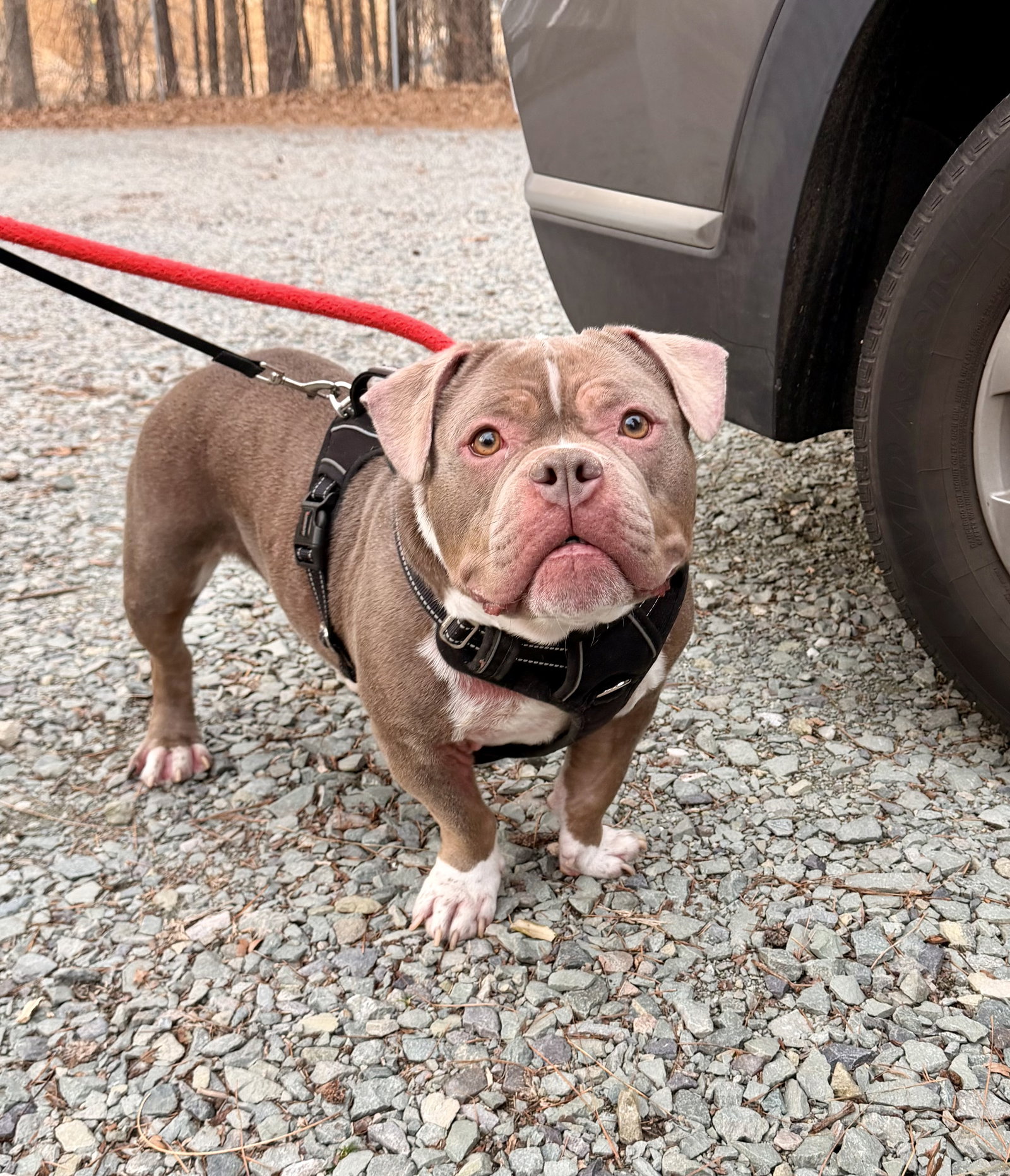 Ginger Ann (pending adoption)