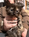 Tweety Bird (Foster)