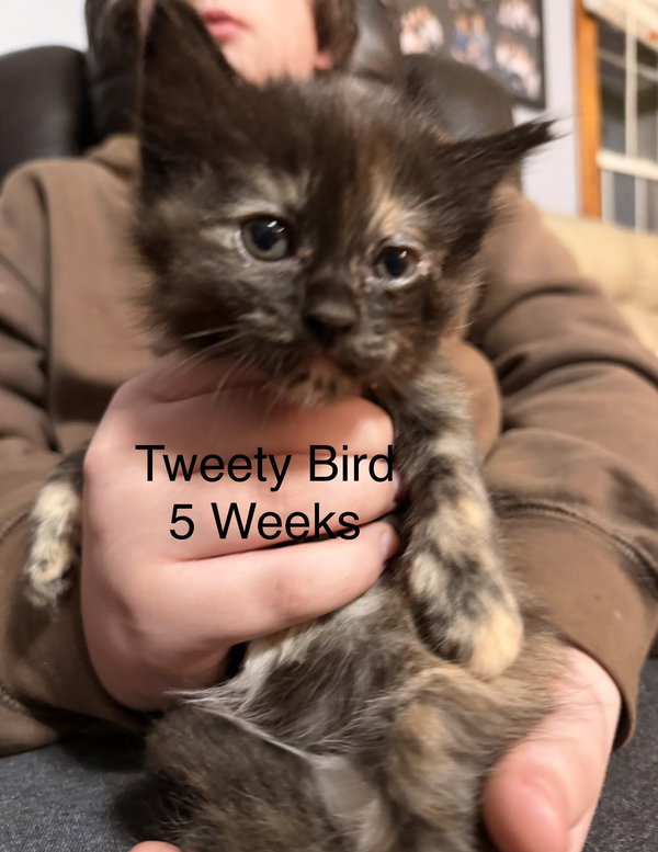 Tweety Bird (Foster)