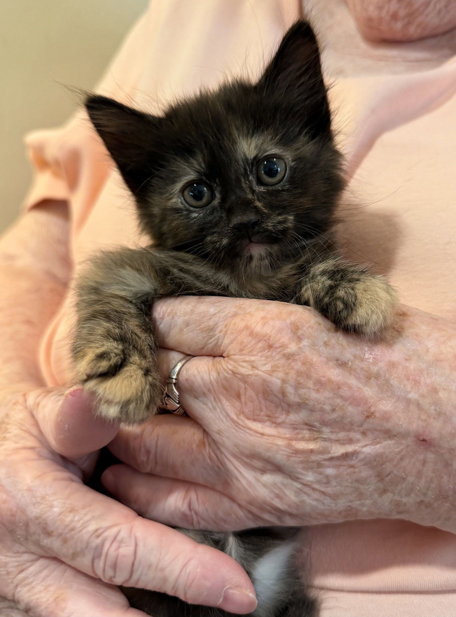 Tweety Bird (Foster)