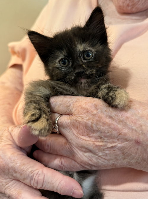Tweety Bird (Foster)