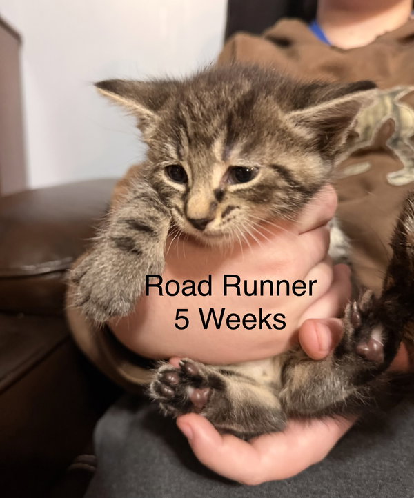 Road Runner (Foster)