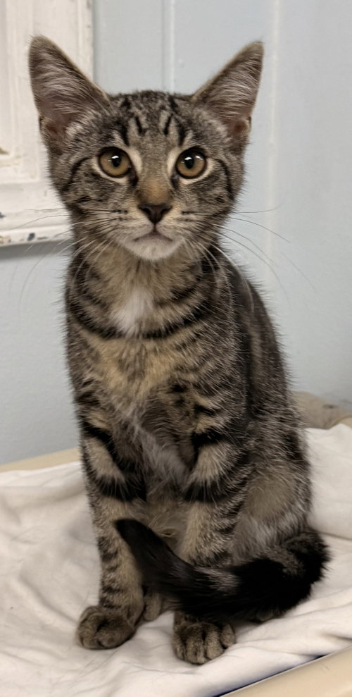Road Runner, an adoptable Domestic Short Hair in Sanford, NC