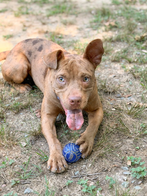 Slim Jim, an adoptable Pit Bull Terrier in Sanford, NC