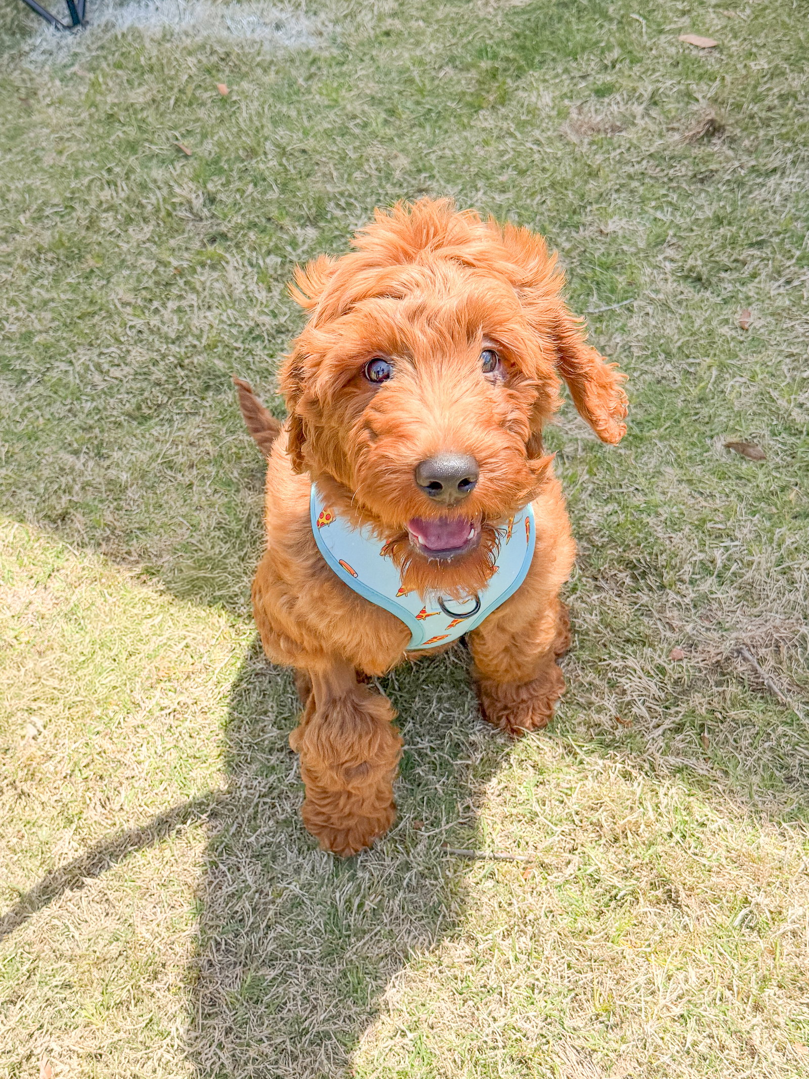 Ollie