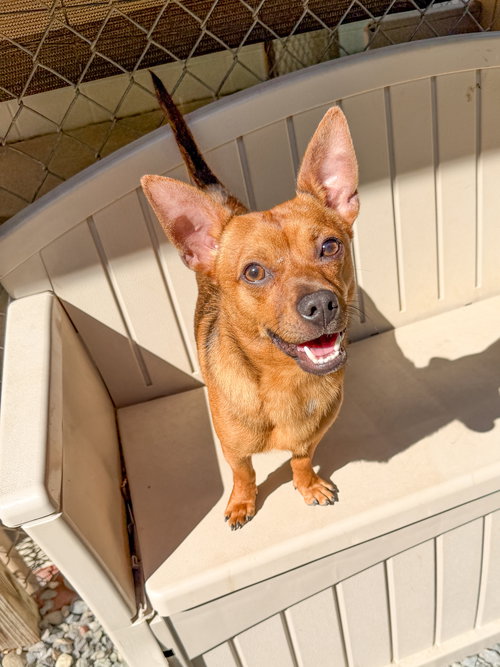 Quavo, an adoptable Chihuahua in Sanford, NC