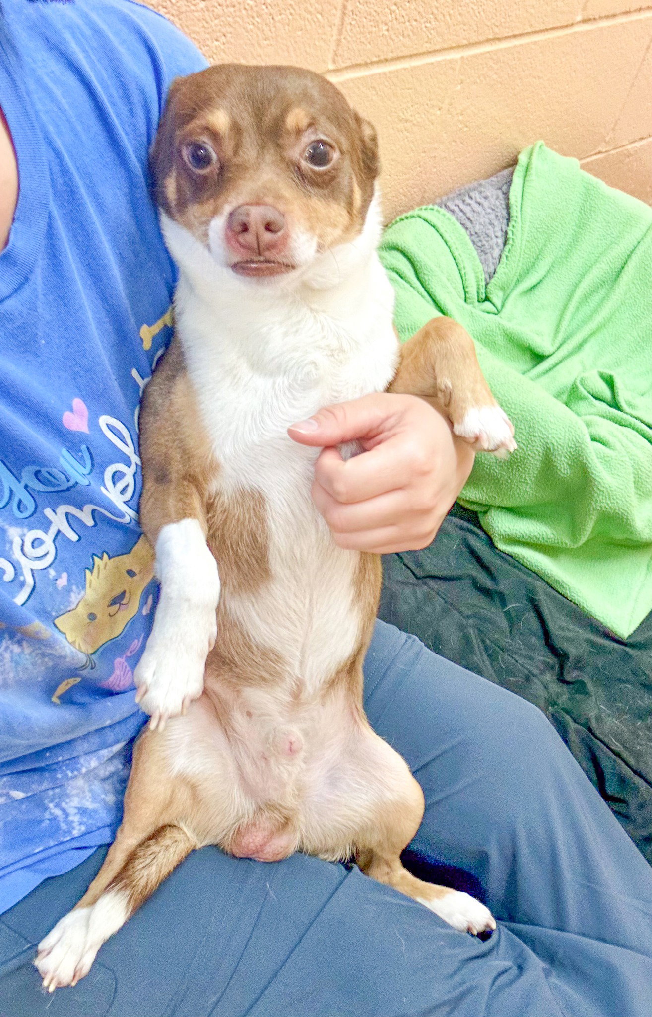 Peanut