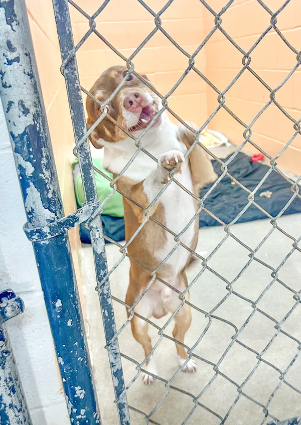Peanut
