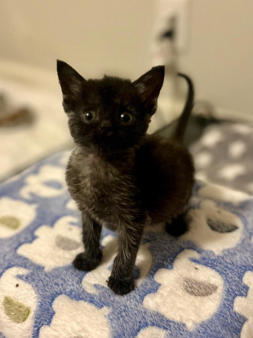 Puddle (In foster)