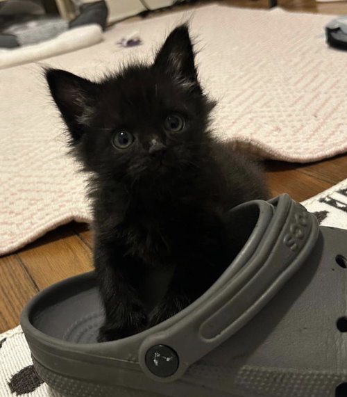 Puddle (In foster), Baby Domestic Short Hair / Mixed (short coat), cat for adoption in Burlington, North Carolina