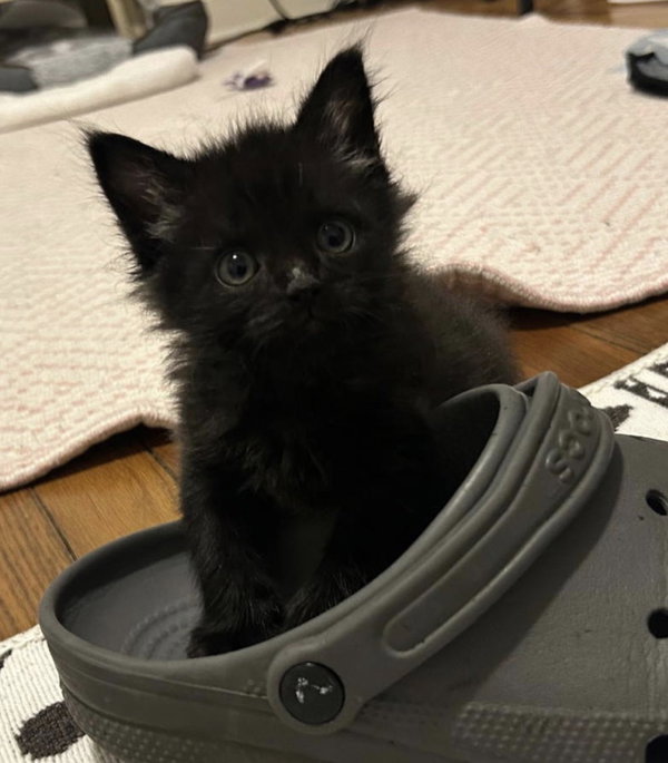 Puddle (In foster)