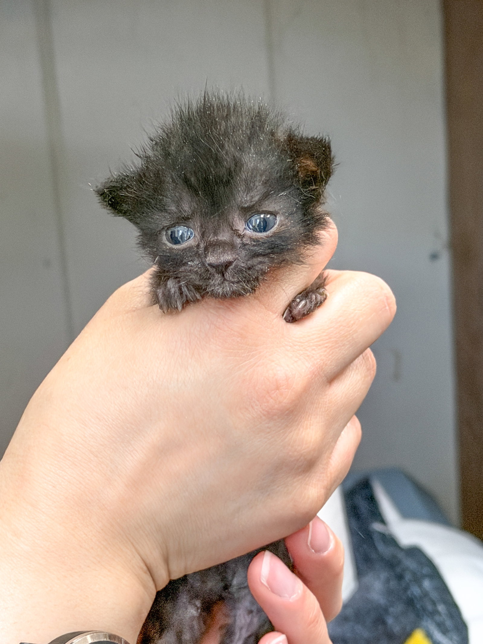 Nimbus