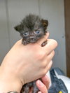 Nimbus (in foster) photo 3