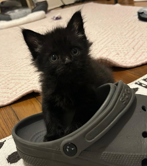 Nimbus (in foster)