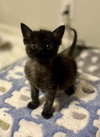 Nimbus (in foster) photo 2