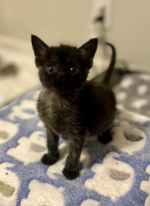 Nimbus (in foster), Baby Domestic Short Hair / Mixed (short coat), cat for adoption in Burlington, North Carolina