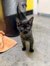 Nimbus (in foster) photo 1