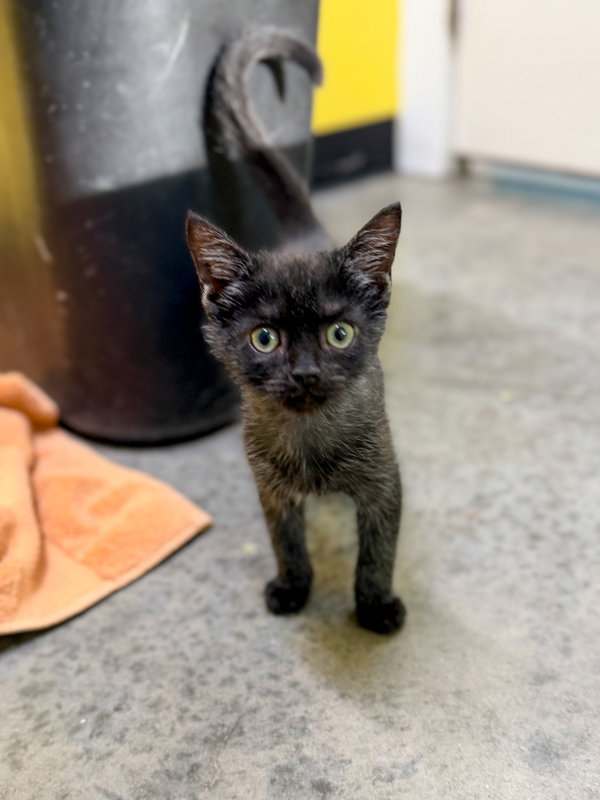 Nimbus (in foster)