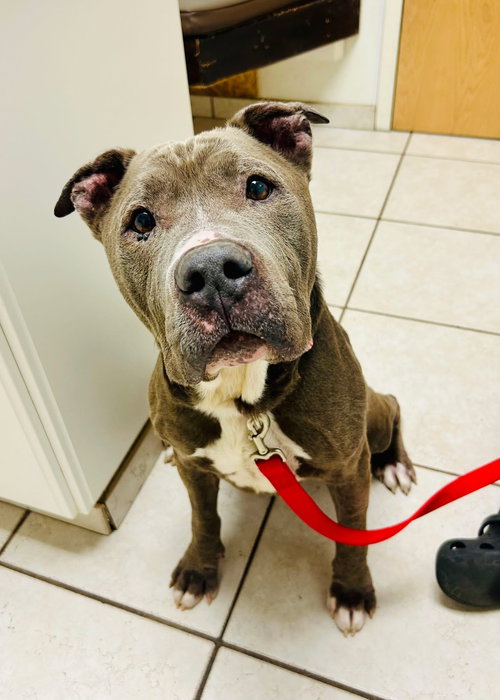 Doug, an adoptable American Pit Bull Terrier in Sanford, NC