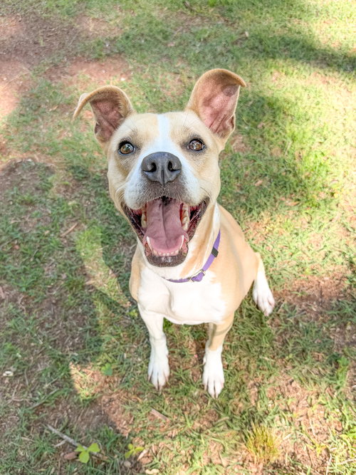 Alaska Roll, an adoptable Unknown breed in Sanford, NC