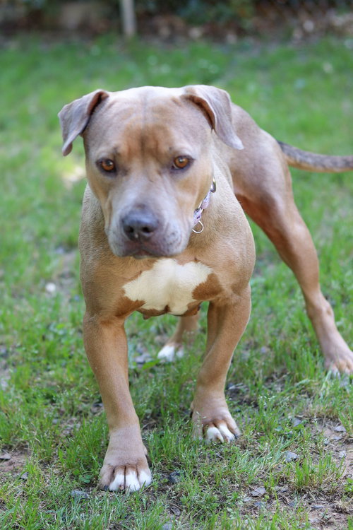 Brown Sugar, an adoptable Pit Bull Terrier in Sanford, NC