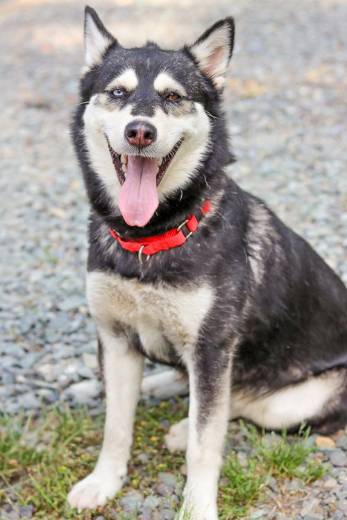 Miso, an adoptable Husky in Sanford, NC