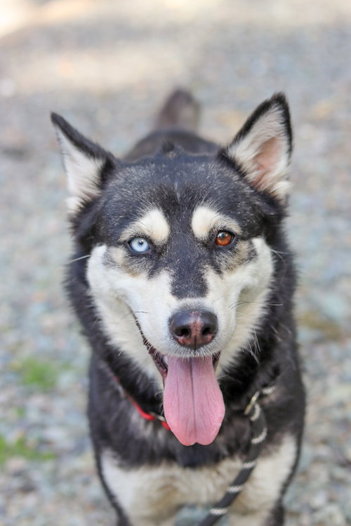 Miso (In Foster), an adoptable Husky in Sanford, NC