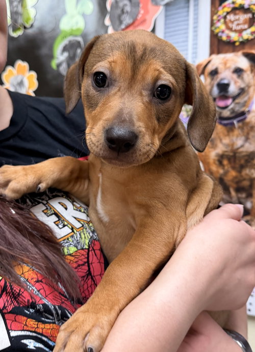 Honey Butter, an adoptable Bulldog in Sanford, NC