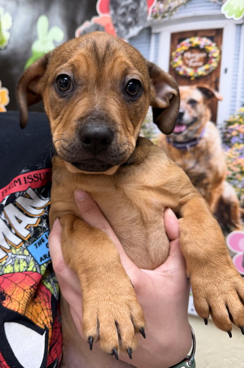 Teddy Graham, an adoptable Bulldog in Sanford, NC