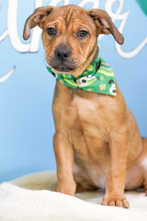 Teddy Graham, an adoptable Bulldog in Sanford, NC