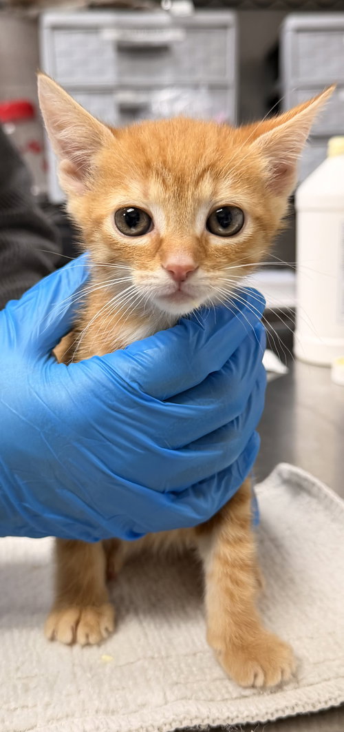 Alani, an adoptable Domestic Short Hair in Sanford, NC