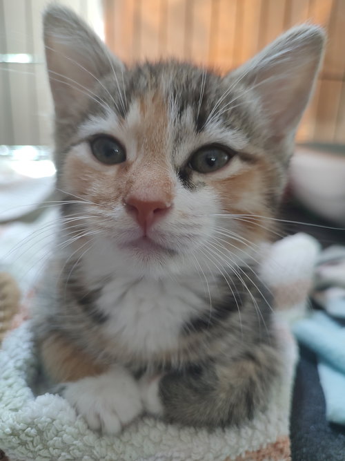 Lee Lee (Foster), an adoptable Domestic Short Hair in Sanford, NC