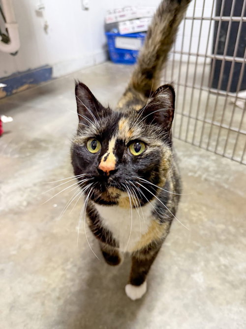 Sushi, an adoptable Tortoiseshell in Sanford, NC