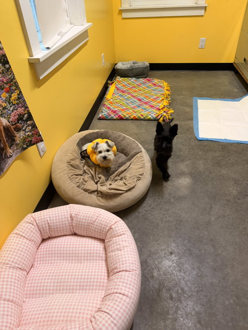 JANE AND PENNY (BONDED PAIR), an adoptable Miniature Schnauzer in Sanford, NC