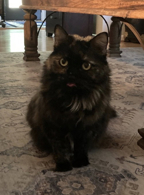 Destiny (Courtesy Post), an adoptable Tortoiseshell in Sanford, NC
